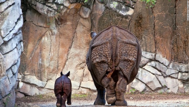 イッカクサイの親子＝FORT WORTH ZOO