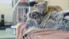 母コアラにしがみつく子ども＝BEN BEADEN/AUSTRALIA ZOO