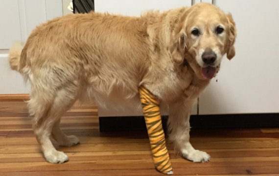 治療を受けて快方に向かっている盲導犬のフィゴ＝Middlebranch Veterinary