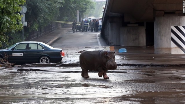 洪水で動物園も水浸しに。逃げ出したカバが路上をさまよう