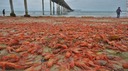海岸が真っ赤に、甲殻類が埋め尽くす　米サンディエゴ