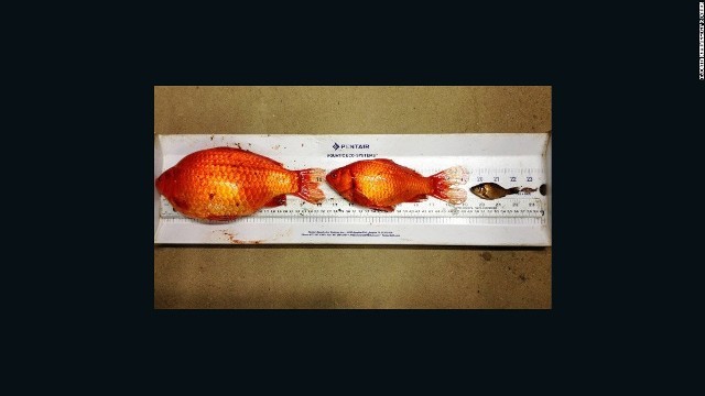 巨大化した金魚は在来種の生存をも脅かす存在となる＝アルバータ州環境公園
