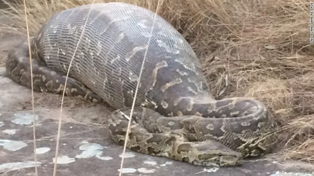 ヤマアラシをのみ込んだアフリカニシキヘビ＝南アフリカ・エランド湖動物保護区