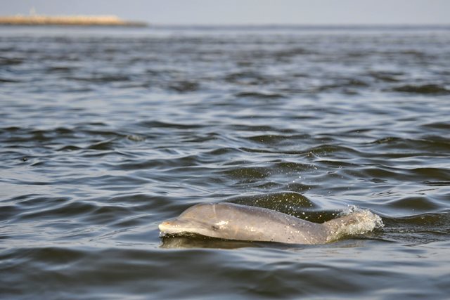流出した原油で自然への影響が懸念された