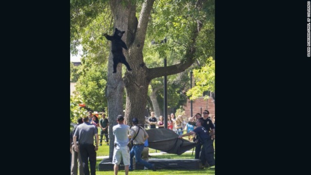 木の上からみんなにあいさつ？＝Glenn Asakawa/Univ. of Colorado