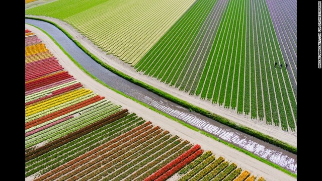 同３位はオランダのチューリップ畑＝ANDERS@ANDERSA.COM/DRONESTAGRAM