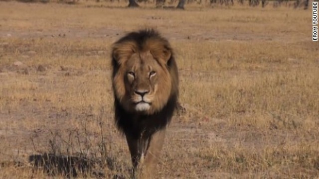 今月初めにハンターに殺されたオスのライオン「セシル」＝YOUTUBE