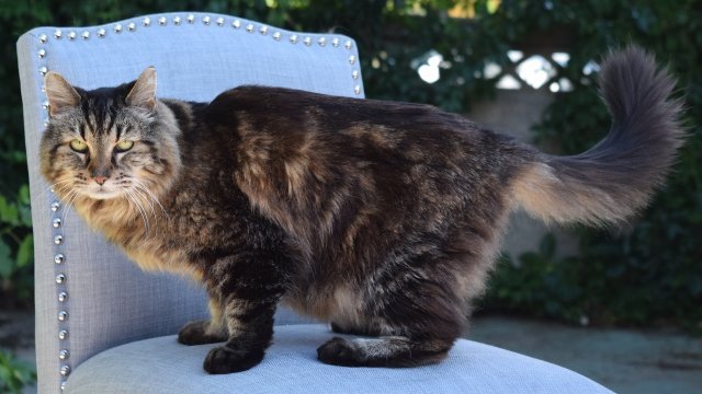 世界最長寿の猫に認定された米オレゴン州の「コーデュロイ」＝Guinness World Records