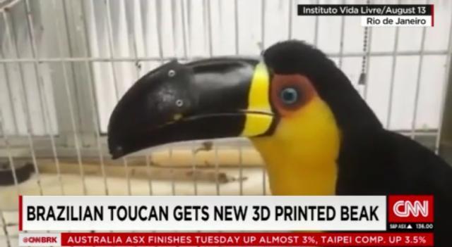 ３Ｄプリンターで作った新しいくちばしをつけたオオハシの「ティータ」