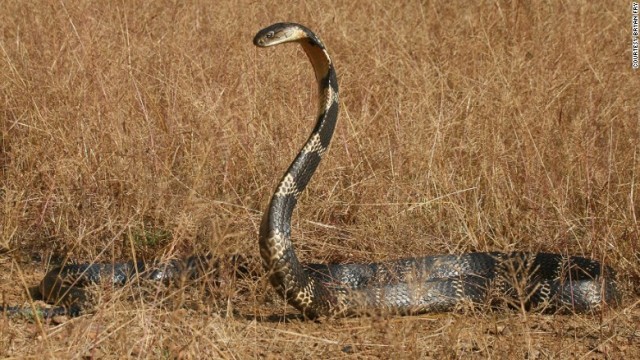 キングコブラが逃げ出したとして、当局が警戒を呼びかけている