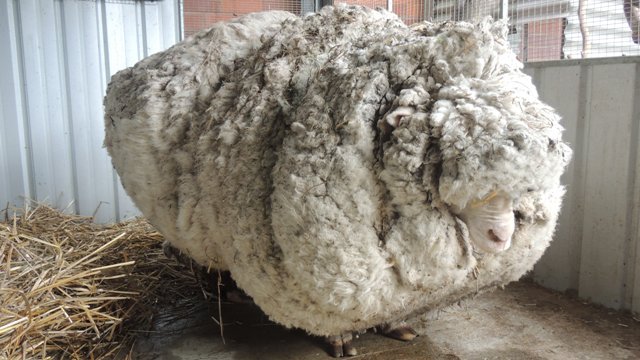 毛が伸びすぎて命の危険にさらされていた羊の「クリス」＝RSCPA 