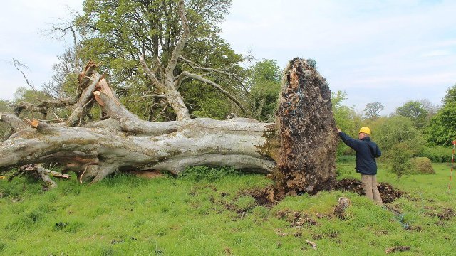 嵐のために倒壊した大木の根に遺骨がからまっているのが見つかった＝Thorsten Kahlert