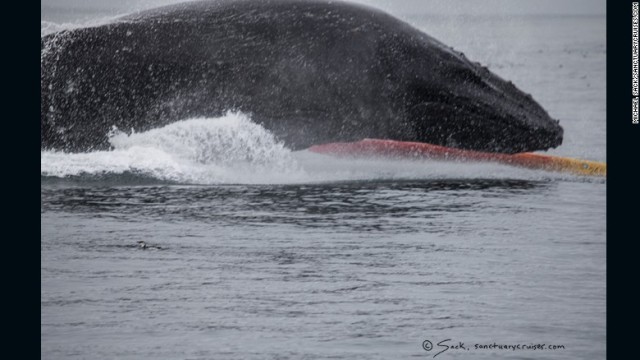 カヤックにぶつかった巨大なザトウクジラ＝Michael Sack/Sanctuary Cruises