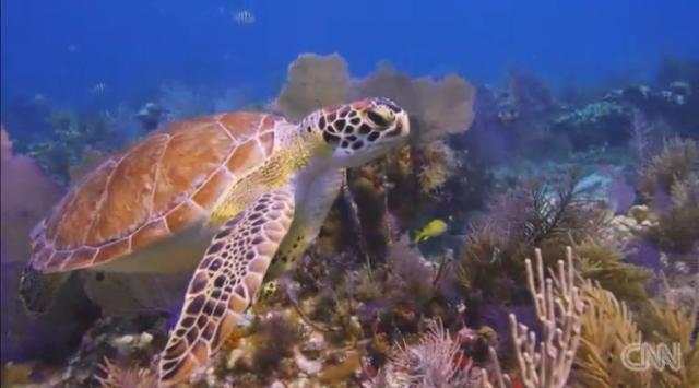 乱獲や環境破壊により、海洋生物の個体数が減少の一途をたどっている
