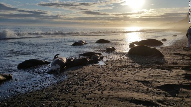 アラスカの海岸でセイウチ２５頭の死骸が見つかった＝司法省