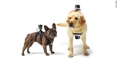 「ＧｏＰｒｏ」のカメラも特別製のハーネスがあれば、犬に取り付けることも＝GoPro