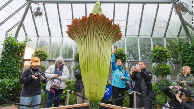 「死体花」とも呼ばれる「ショクダイオオコンニャク」＝シカゴ植物園