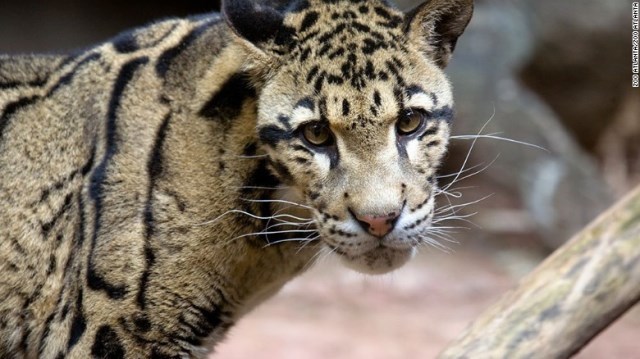 Cnn Co Jp 絶滅危惧のネコ科保存へ 冷凍動物園 米大学