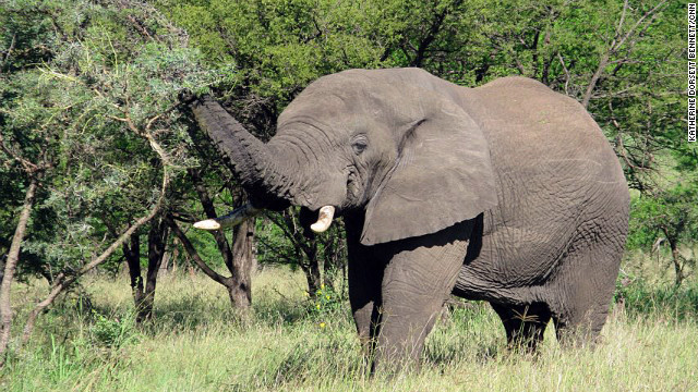 アフリカでは象牙目的の密猟が問題になっている