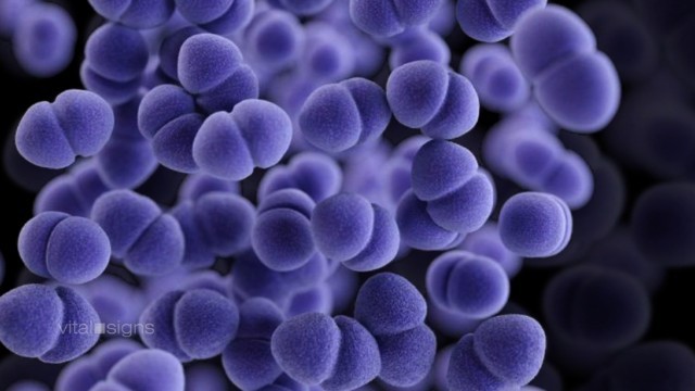 多剤耐性菌のメチシリン耐性黄色ブドウ球菌（ＭＲＳＡ）