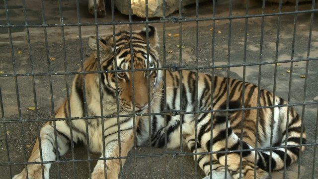 容疑者は、動物園に侵入してトラにかまれたという＝ＫＰＴＭ