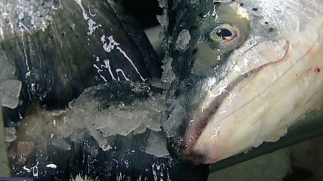 アラスカ産のサケの体内から日本の寄生虫が見つかった