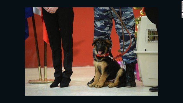 おとなしく座って贈呈式に臨む子犬の「ドブルイニャ」＝ロシア内務省