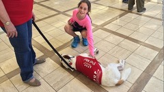 米ロサンゼルス空港が導入するセラピー犬。愛らしいしぐさでフライト前の乗客を笑顔にする＝ロサンゼルス国際空港公団提供