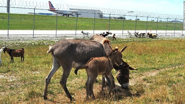 シカゴのオヘア空港周辺で草を食べるロバなどの草食動物の群れ＝シカゴ航空局提供