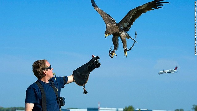 離着陸する航空機の周囲から鳥を追い払う役目を担うハヤブサ＝マーク・アダム氏提供