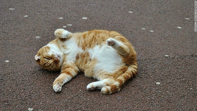 英マンチェスター空港に迷い込んだ片耳の茶トラ猫「オリー」。今年亡くなるまで、マスコットとして人気を集めた=マンチェスター空港提供