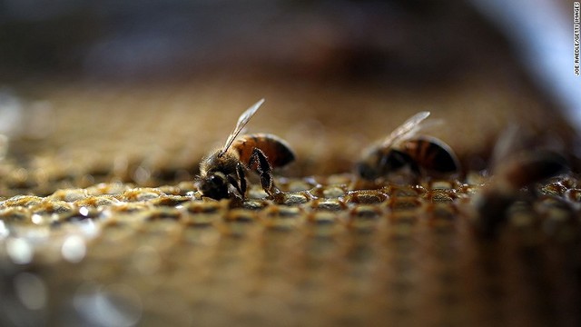 ドイツのギーセン大学は、調教によってミツバチに麻薬を探知させることが可能になるとの研究結果を発表