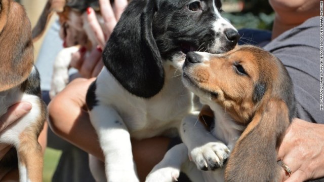 ビーグル犬５匹と、ビーグルとコッカー・スパニエルの雑種２匹が生まれた＝コーネル大学