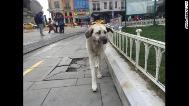 イスタンブールの街を歩く野良犬