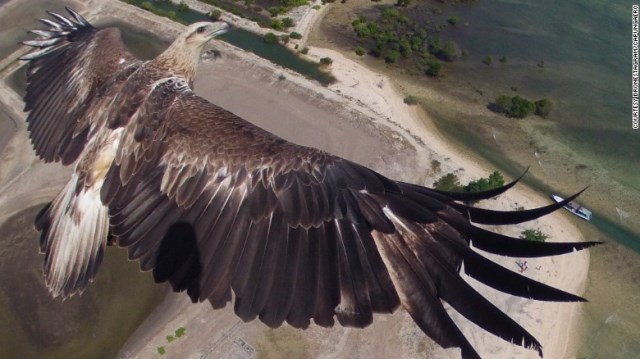 インドネシア・バリ島のバラット国立公園でワシを撮影＝DRONESTAGRAM/CAPUNGAERO提供