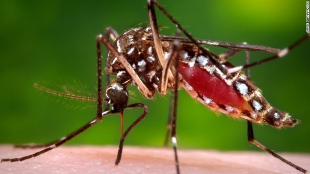 小頭症との関連が疑われるジカ熱の感染者がプエルトリコでも見つかった