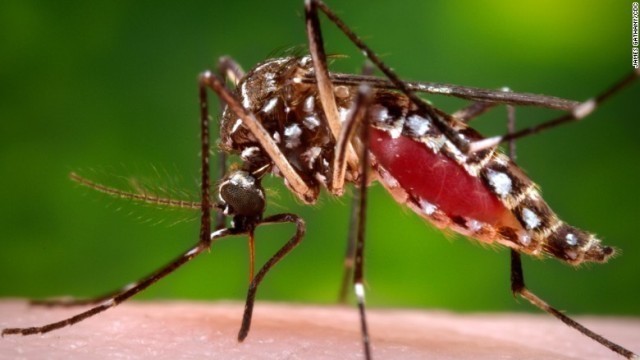 米ハワイでジカ熱の感染が確認された