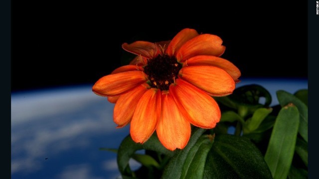 国際宇宙ステーション（ＩＳＳ）で花を咲かせた百日草＝Scott Kelly/ISS