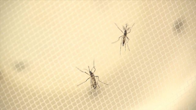 蚊によるジカウイルスの感染拡大が懸念されている＝CDC