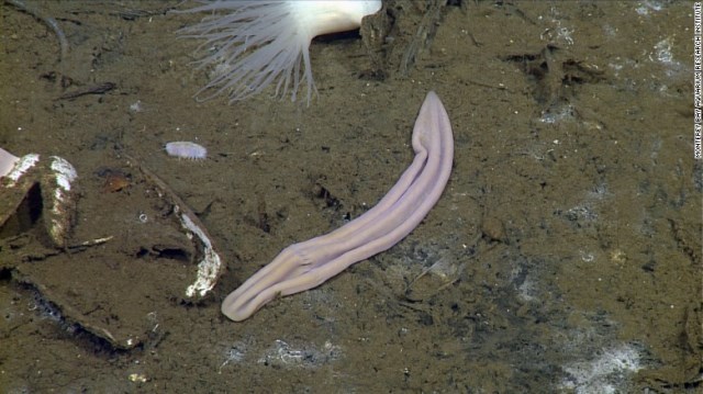 珍渦虫は進化の枝分かれの初期に位置する＝Monteray Bay Aquarium Research I