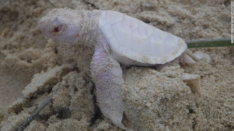 オーストラリアの海岸で「アルビノ」のアオウミガメが見つかった