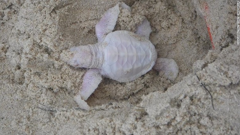 しかしこの子ガメは、海へ元気よく旅立っていったという