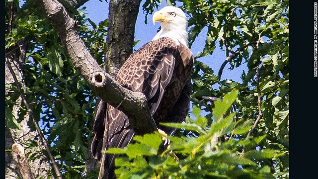 米国では20世紀半ば、農薬DDTの影響で多くの鳥が激減した。ハクトウワシの個体数が回復し始めたのは、これが禁止された1970年代初め