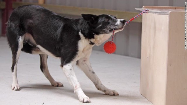英大学のチームが犬の「知能検査」方法を創出したと発表