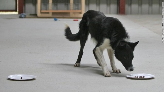 犬の「知能」の理解が人間の認知症の解明につながる可能性もあるという