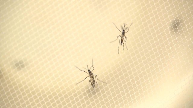 性交渉によるジカ熱感染が疑われるケースが新たに１４件報告された＝ＣＤＣ