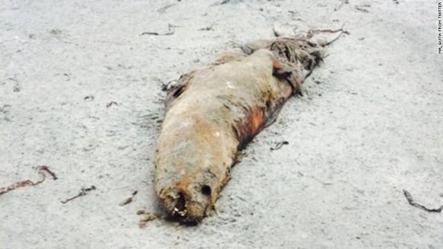 オタリアの１００頭以上の死骸がチリの海岸に漂着している