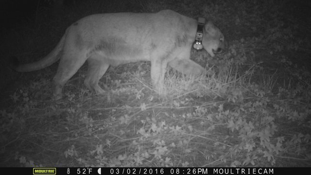 動物園の監視カメラがとらえたピューマの「Ｐ２２」＝Los Angeles Zoo