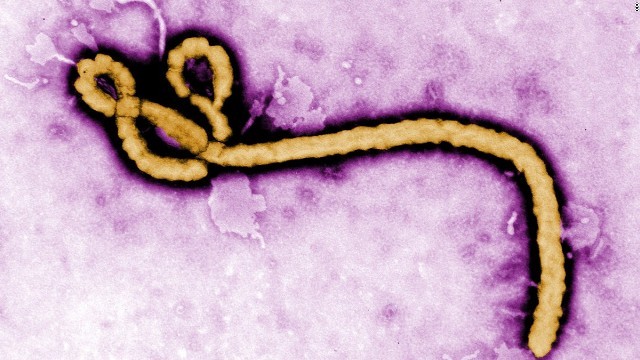 ＷＨＯが、エボラウイルス感染の連鎖は断たれたとする見解を表明した＝CDC
