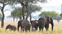 キデポ国立公園はウガンダ北部に位置する